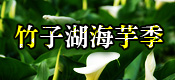 竹子湖海芋季